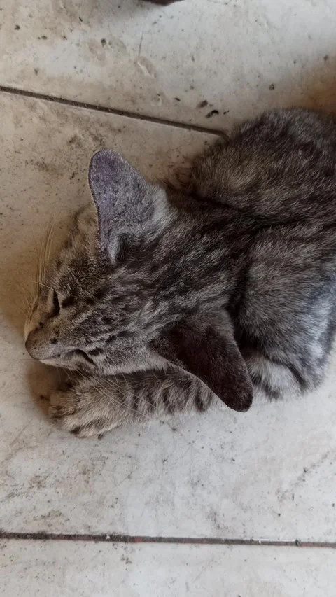 Cute cat Video stock 274422999