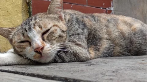 Cute cat Stock-Footage 274423549