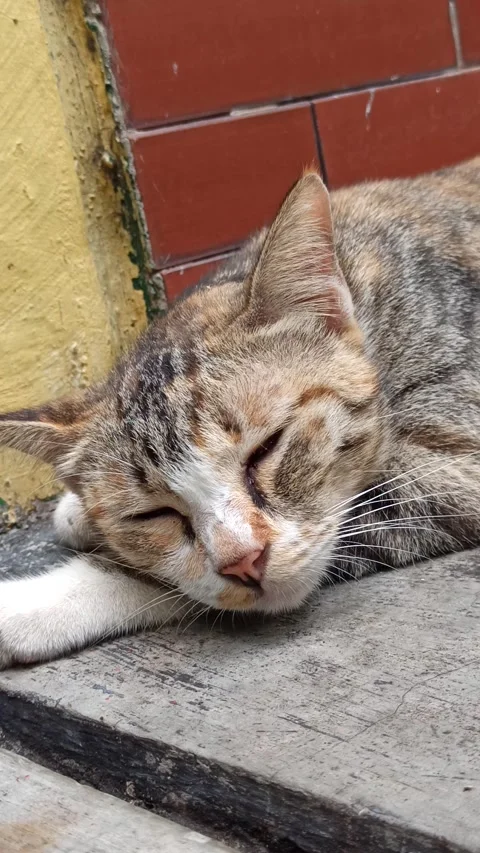 Cute cat Stock-Footage 274423557