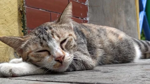 Cute cat Video stock 274423558