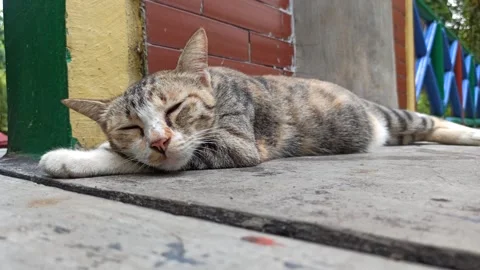 Cute cat Video stock 274423583