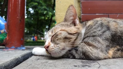 Cute cat Video stock 274423584
