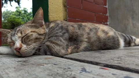 Cute cat Video stock 274423632