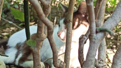 Cute cat Stock-Footage 274424258