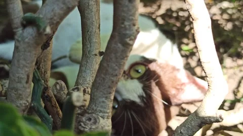 Cute cat Stock-Footage 274424263