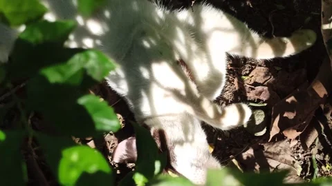 Cute cat Video stock 274424265