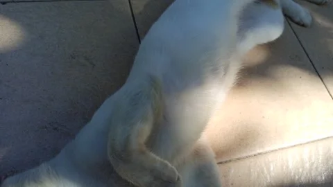 Cute cat Stock Footage 274424276