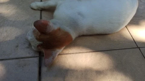Cute cat Stock-Footage 274424283