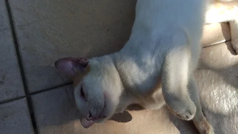 Cute cat Stock Footage 274424287