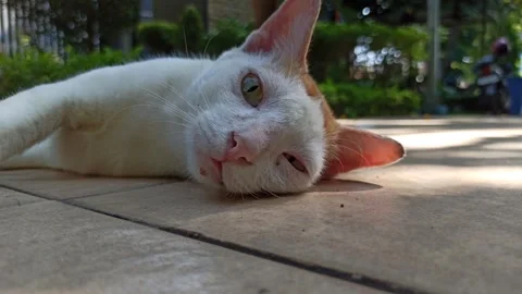 Cute cat Video stock 274424292