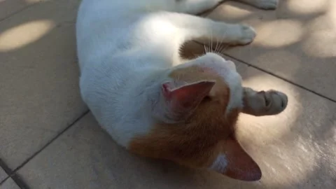 Cute cat Stock Footage 274424294