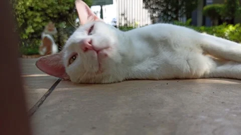 Cute cat Stock Footage 274424302