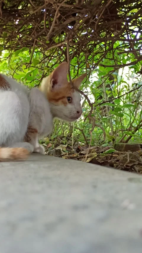 Cute cat Stock-Footage 274424305
