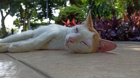 Cute cat Video stock 274424316
