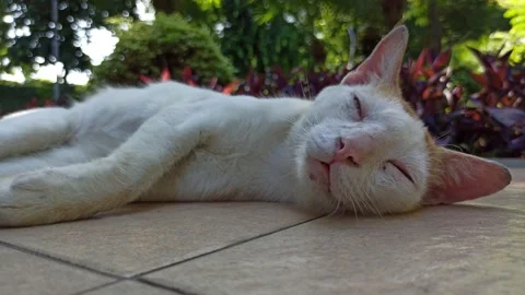 Cute cat Stock Footage 274424319