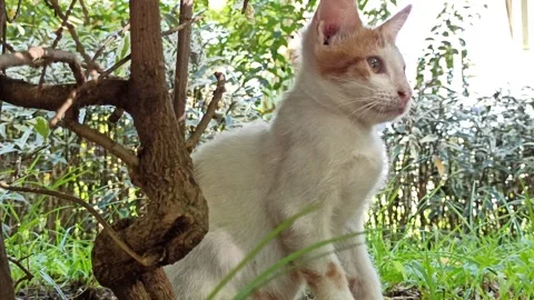 Cute cat Video stock 274424334
