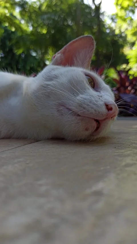 Cute cat Video stock 274424338
