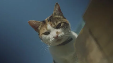 Cute Cat Stock Footage 286809572