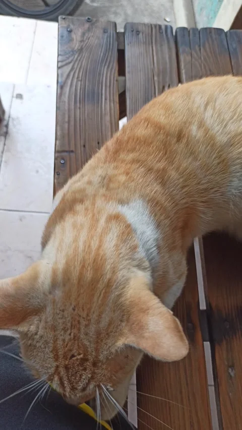 Cute cat Video stock 288555318