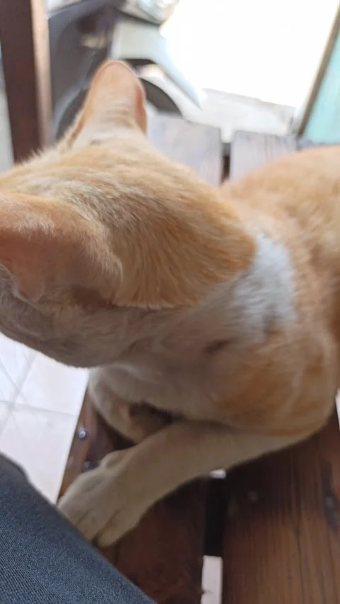Cute cat Stock Footage 288555406
