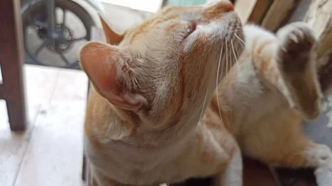 Cute cat Video stock 288555460