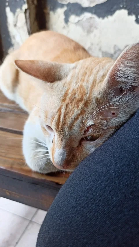 Cute cat Video stock 288555477