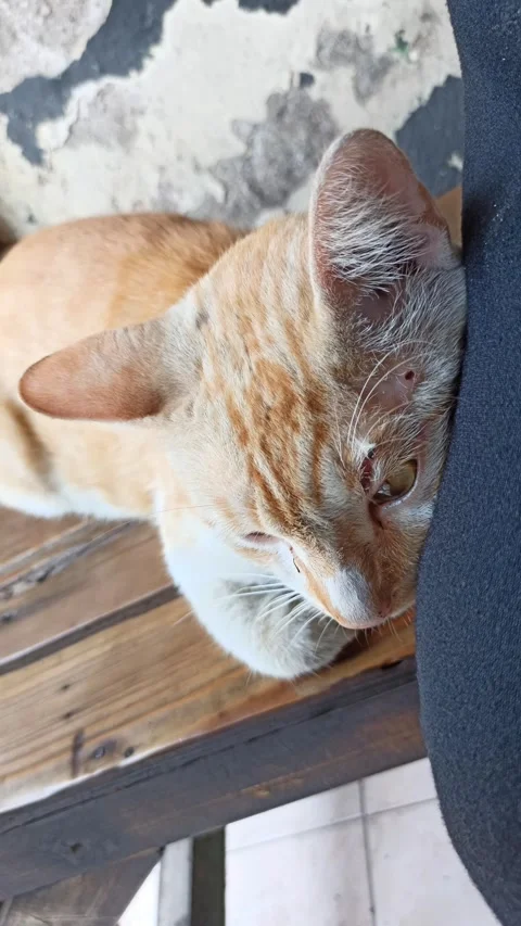 Cute cat Stock Footage 288555505