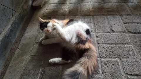 Cute cat Stock Footage 292797640