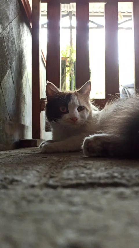 Cute cat Stock-Footage 292797654