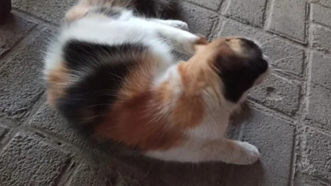 Cute cat Stock-Footage 292797695