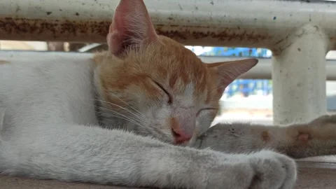 Cute cat Stock-Footage 292805928