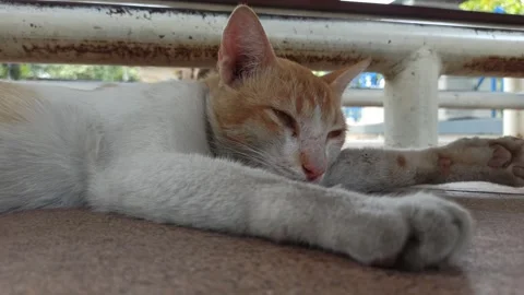Cute cat Stock Footage 292806000