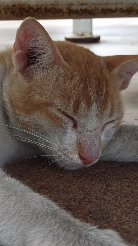 Cute cat Video stock 292806010