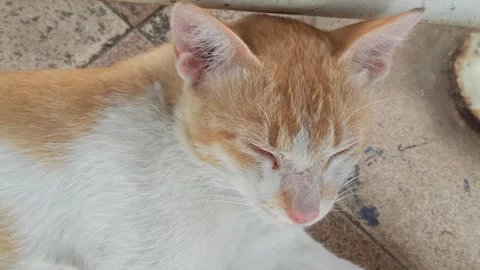 Cute cat Stock-Footage 292806048