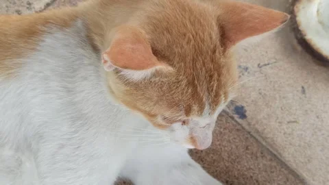 Cute cat Stock-Footage 292806054