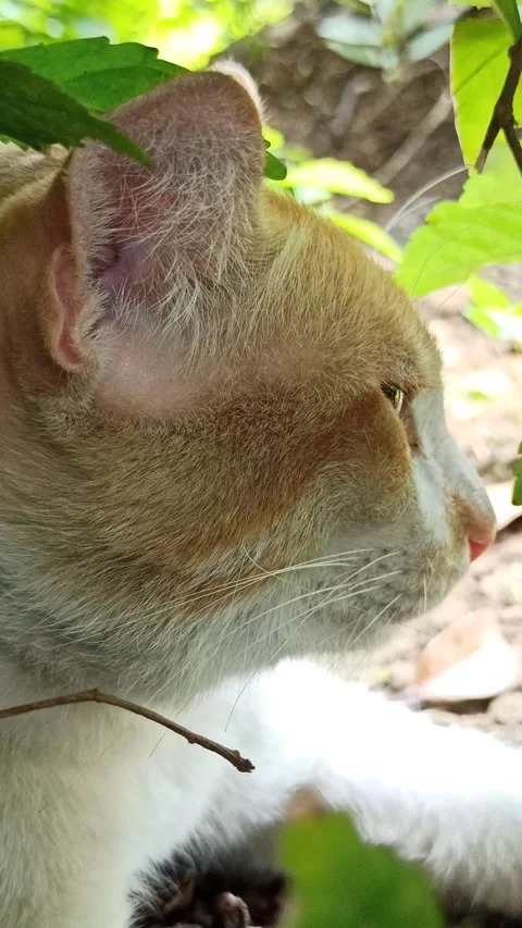 Cute cat Stock Footage 292806100