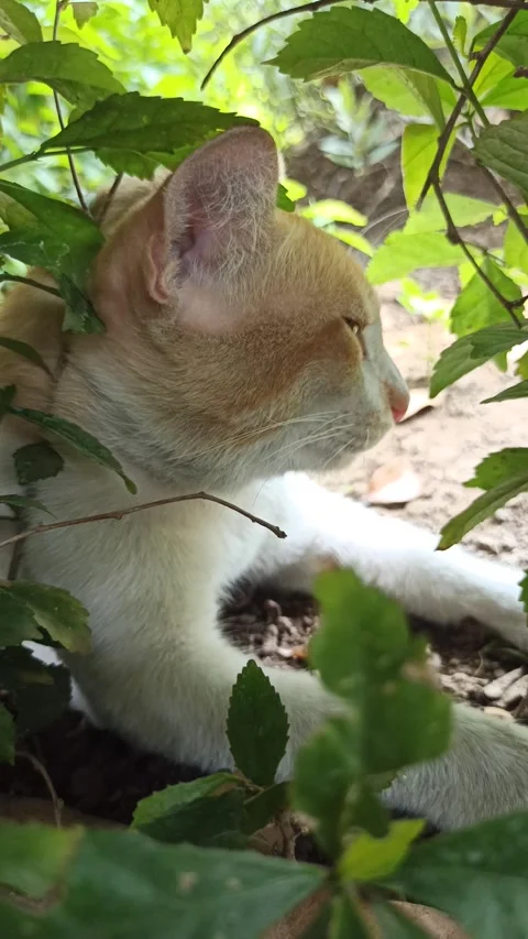 Cute cat Stock Footage 292806101