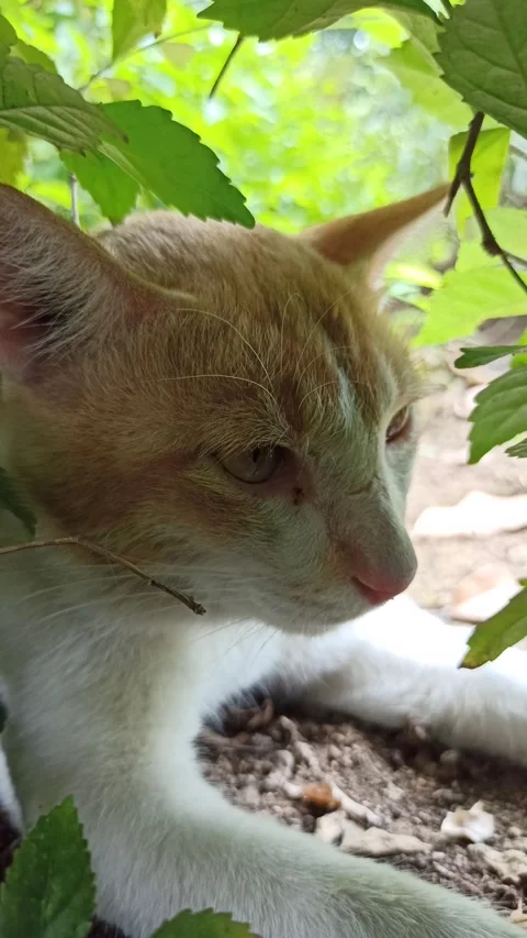 Cute cat Stock Footage 292806133