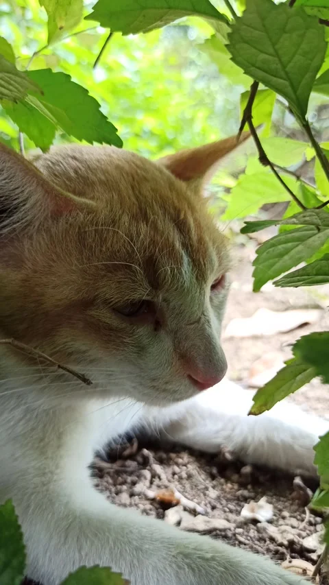 Cute cat Stock Footage 292806134