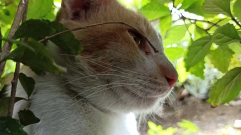 Cute cat Stock Footage 292806149