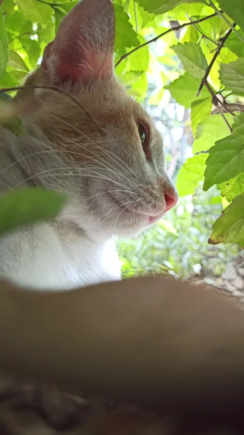 Cute cat Stock Footage 292806173