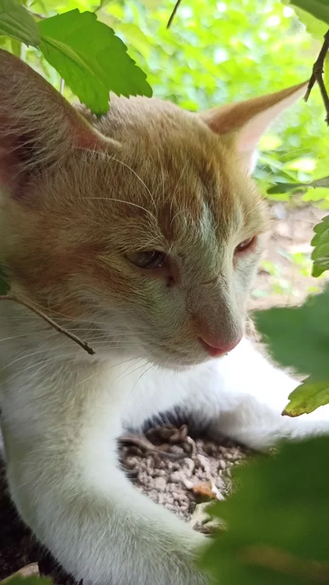 Cute cat Video stock 292806192