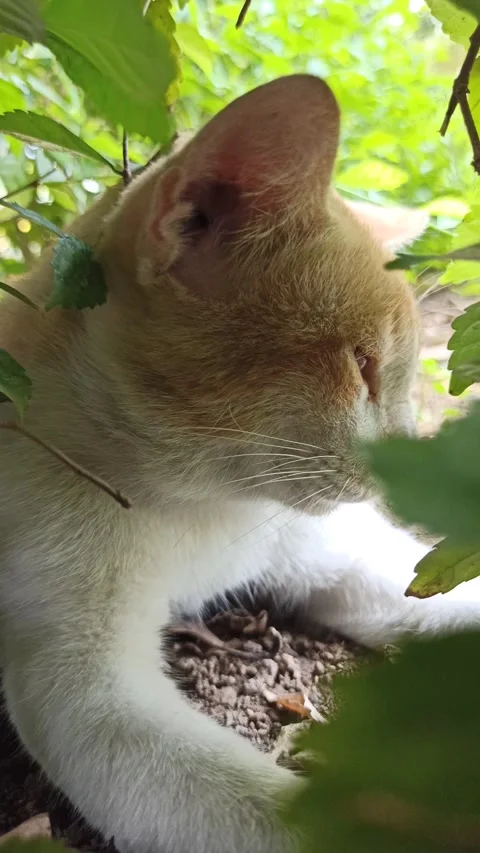 Cute cat Video stock 292806221