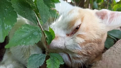 Cute cat Stock-Footage 292807093