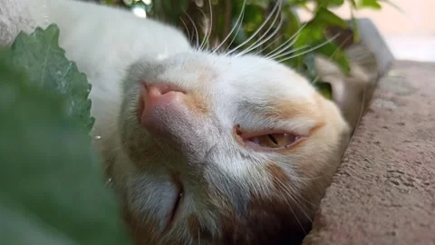 Cute cat Video stock 292807118