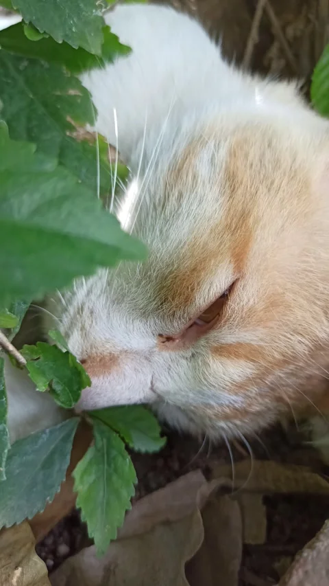 Cute cat Stock Footage 292807141