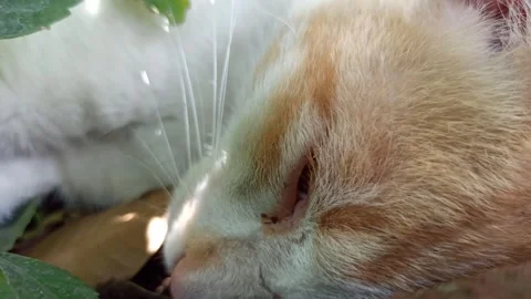 Cute cat Stock Footage 292807188