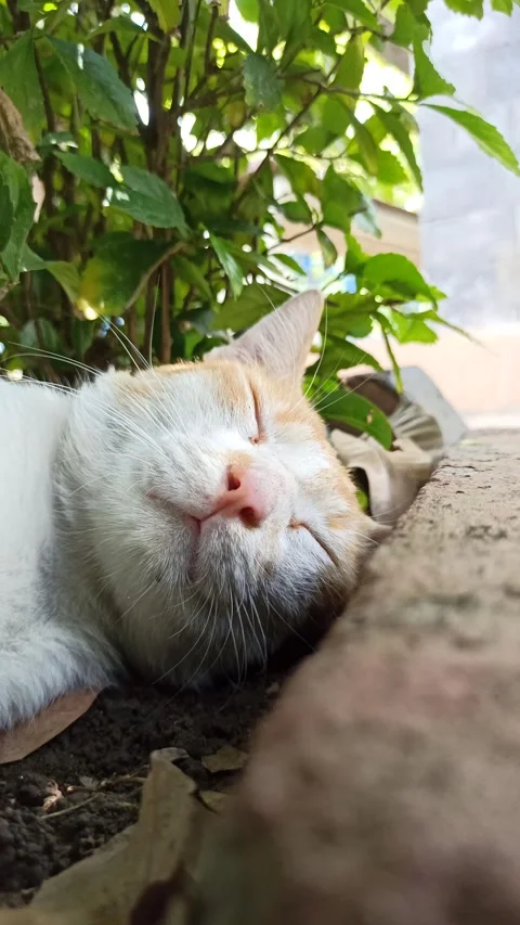 Cute cat Video stock 292807234