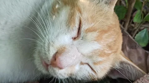 Cute cat Video stock 292807257