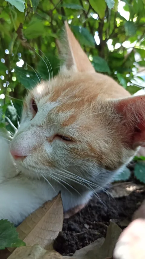 Cute cat Video stock 292807286